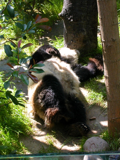 A panda at the San Diego zoo