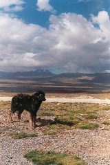 Mangy Dog Chillin' in the Andes